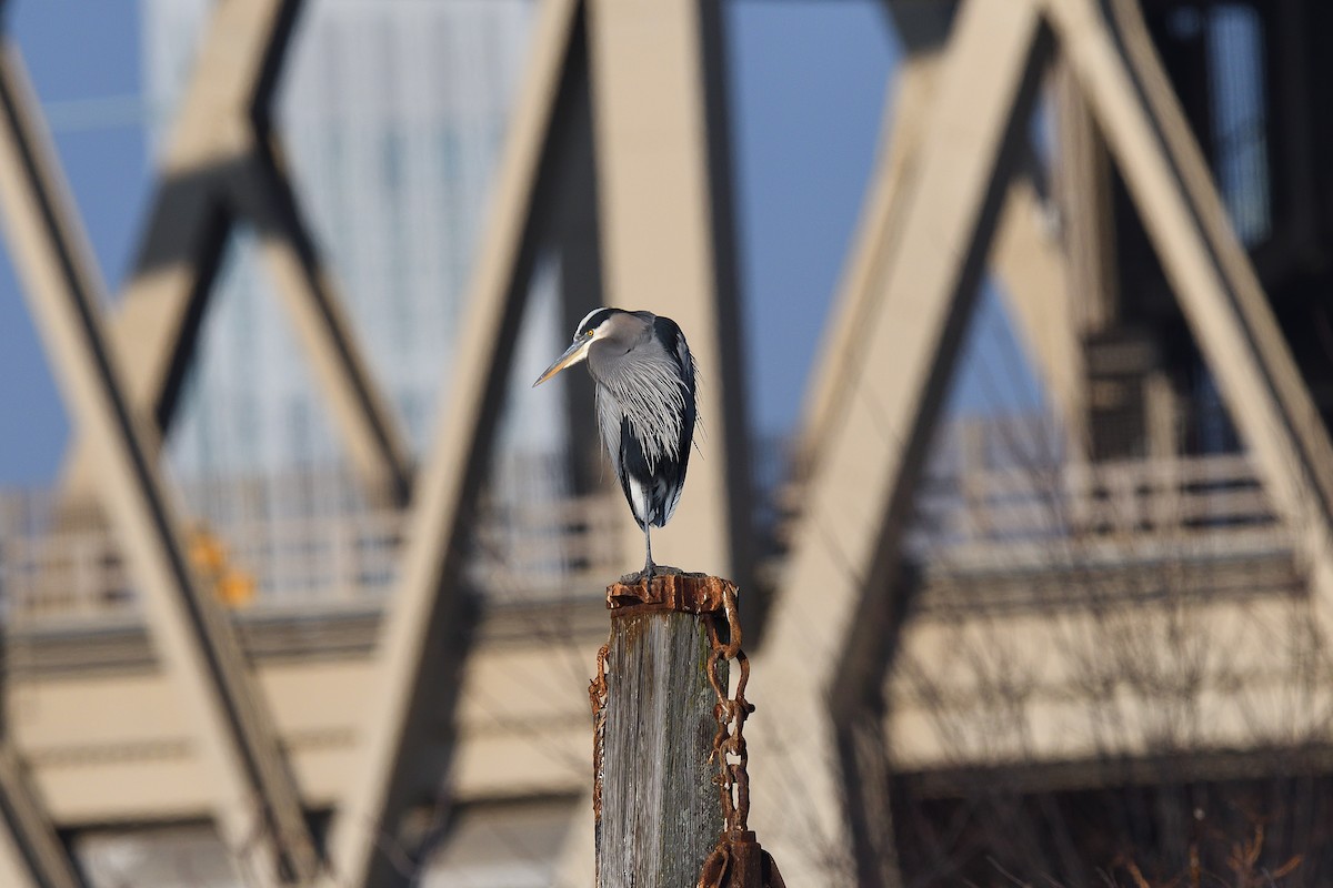 Great Blue Heron (Great Blue) - ML646541059