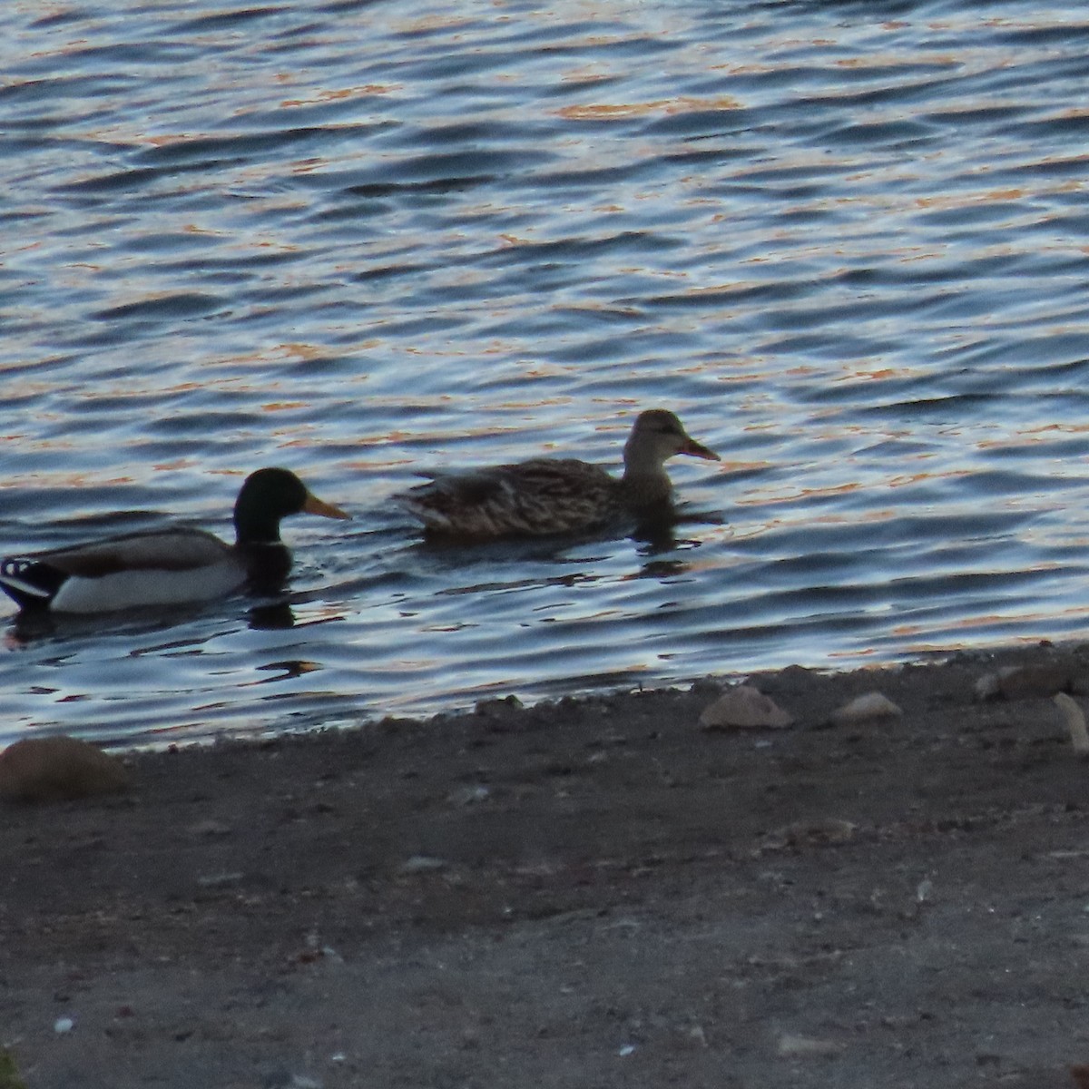 マガモ - ML646541060