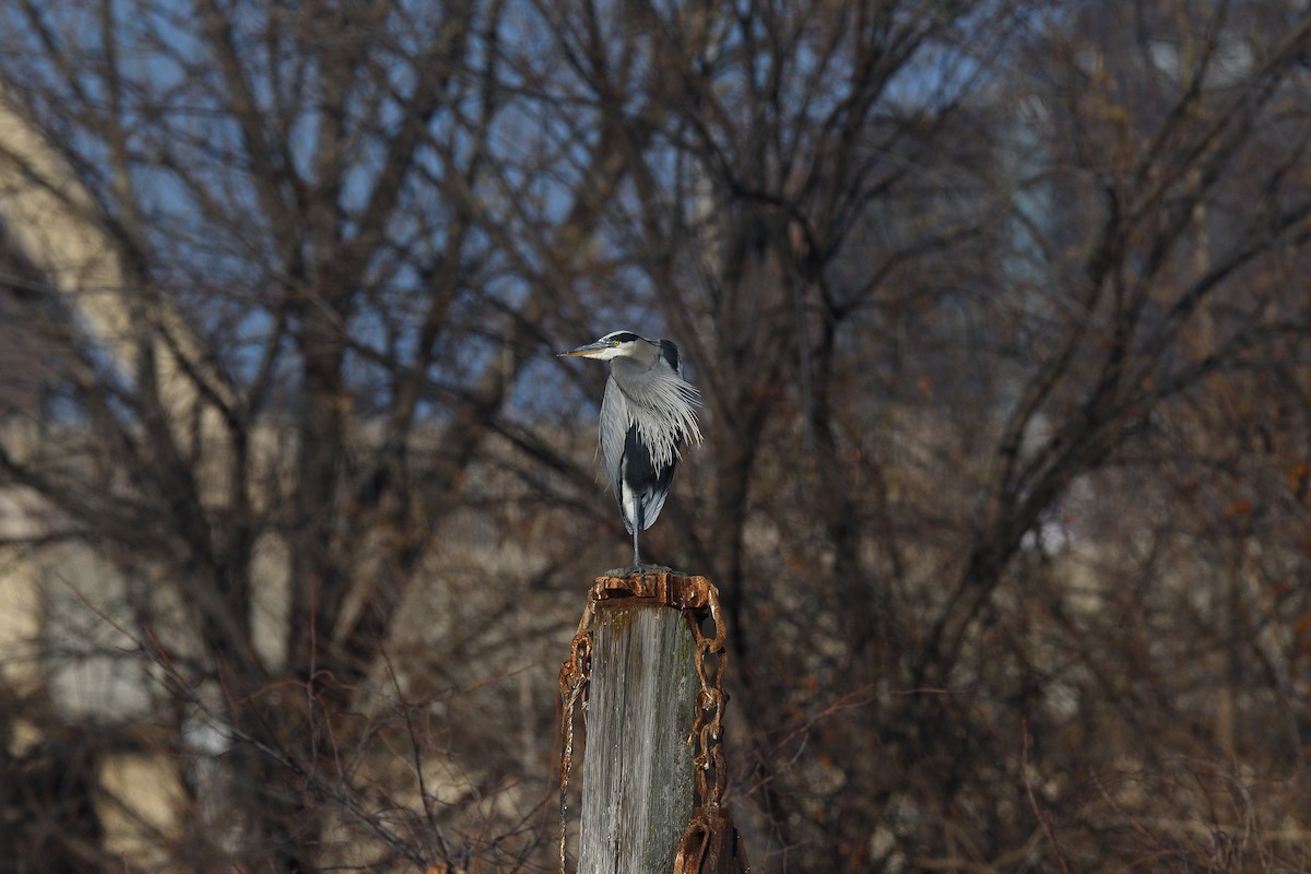 Great Blue Heron (Great Blue) - ML646541061