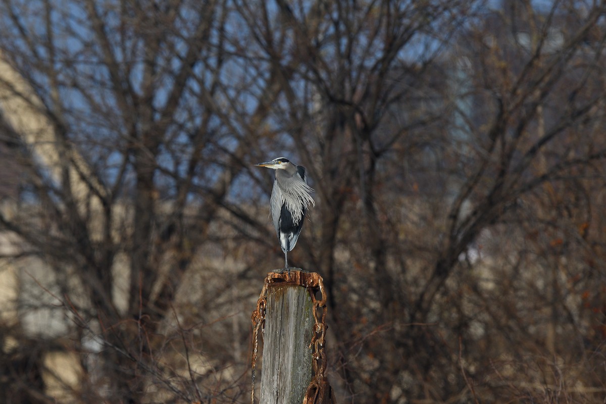 Great Blue Heron (Great Blue) - ML646541062