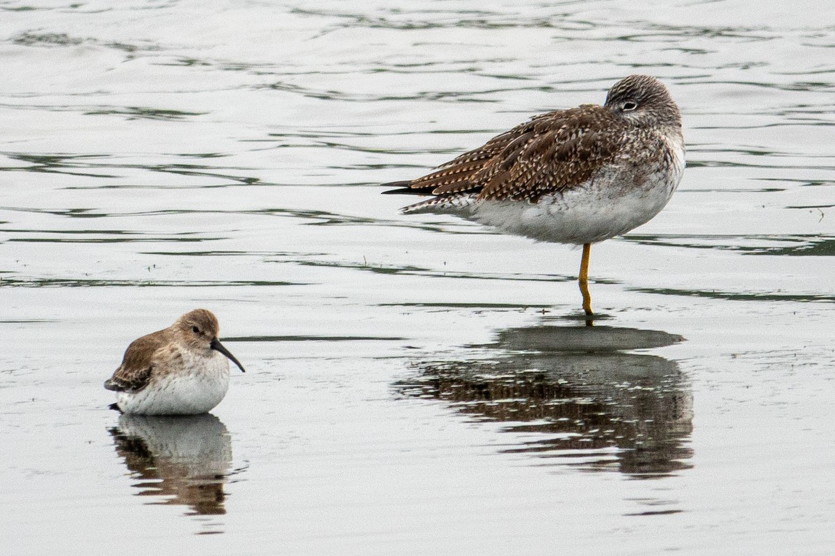 Dunlin - ML646541063