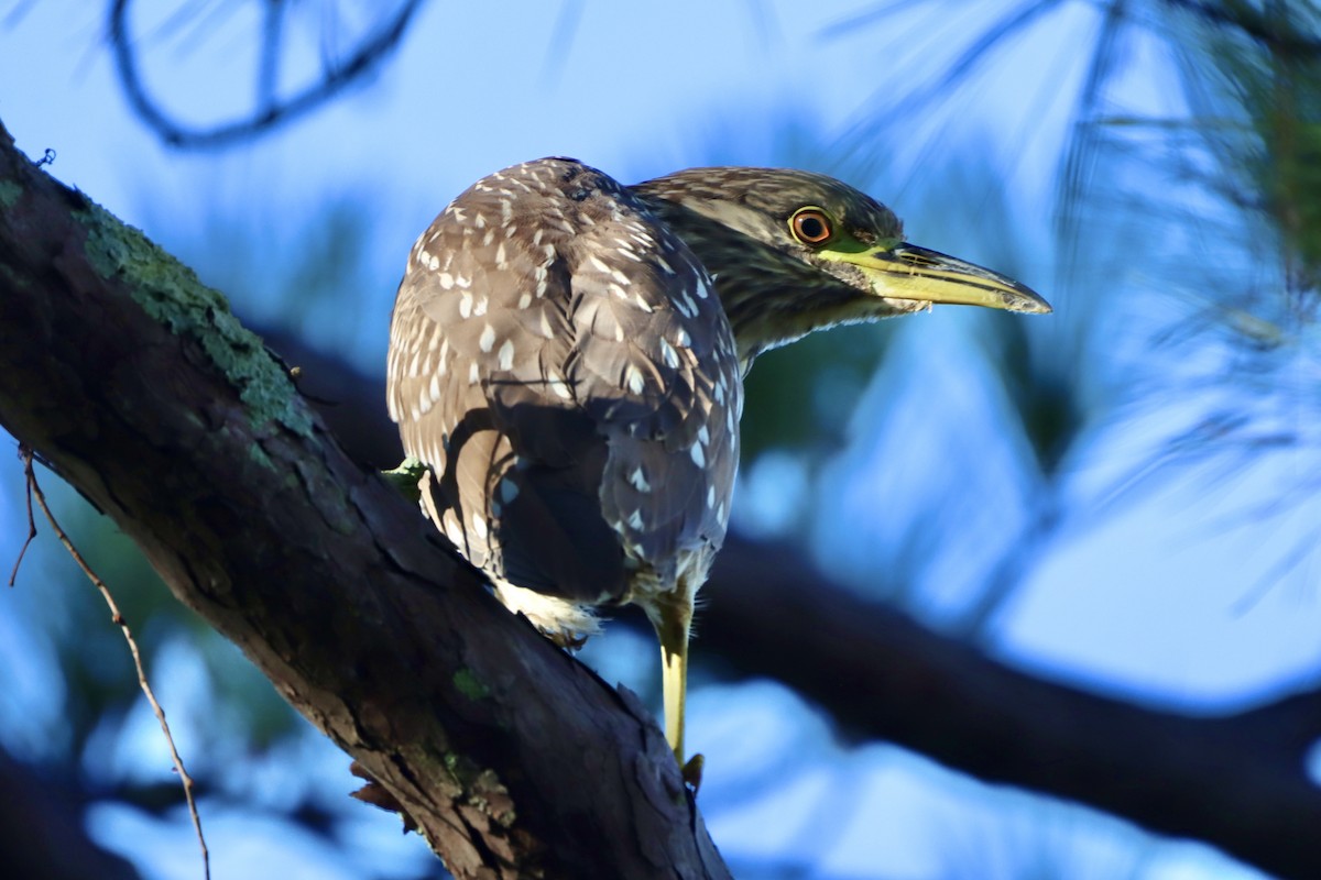 Black-crowned Night Heron - ML646541064