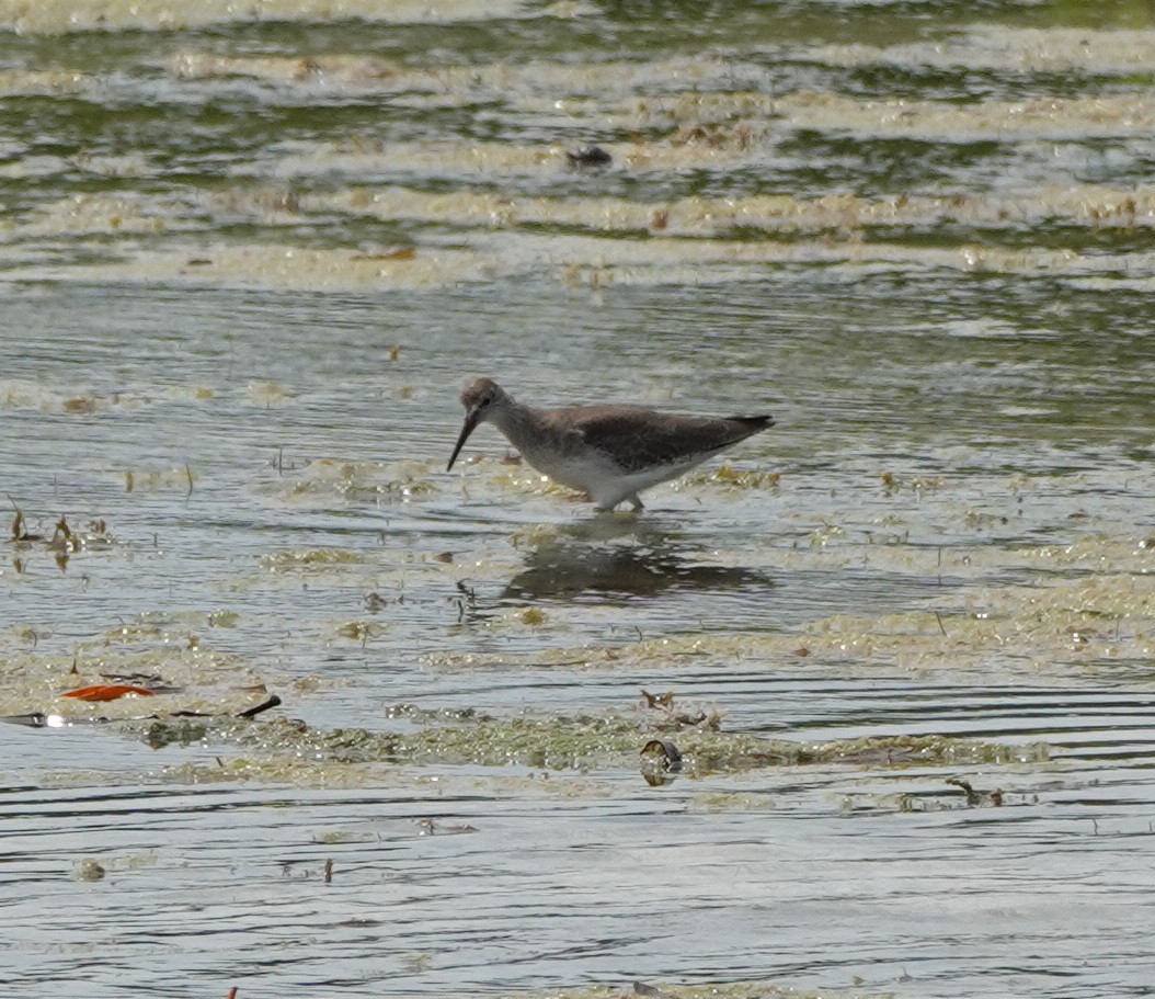 rødstilk - ML646541066