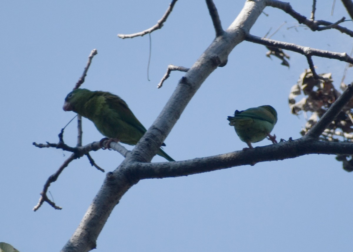 Orange-chinned Parakeet - ML646541069