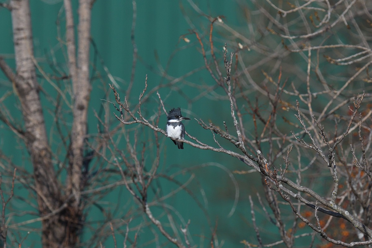 Belted Kingfisher - ML646541070