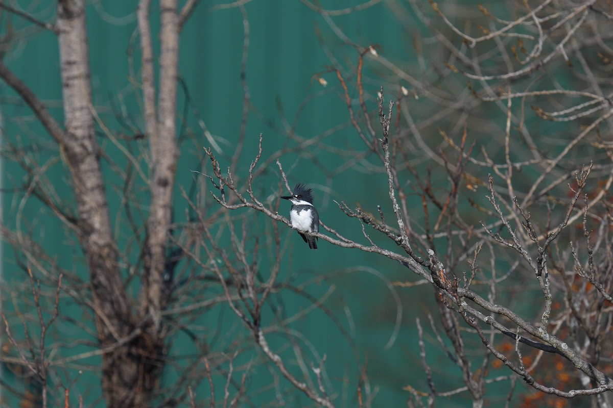Belted Kingfisher - ML646541071