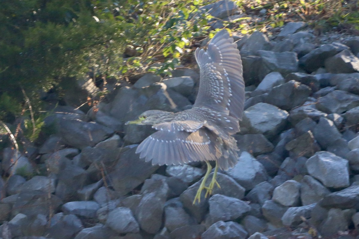 Black-crowned Night Heron - ML646541072