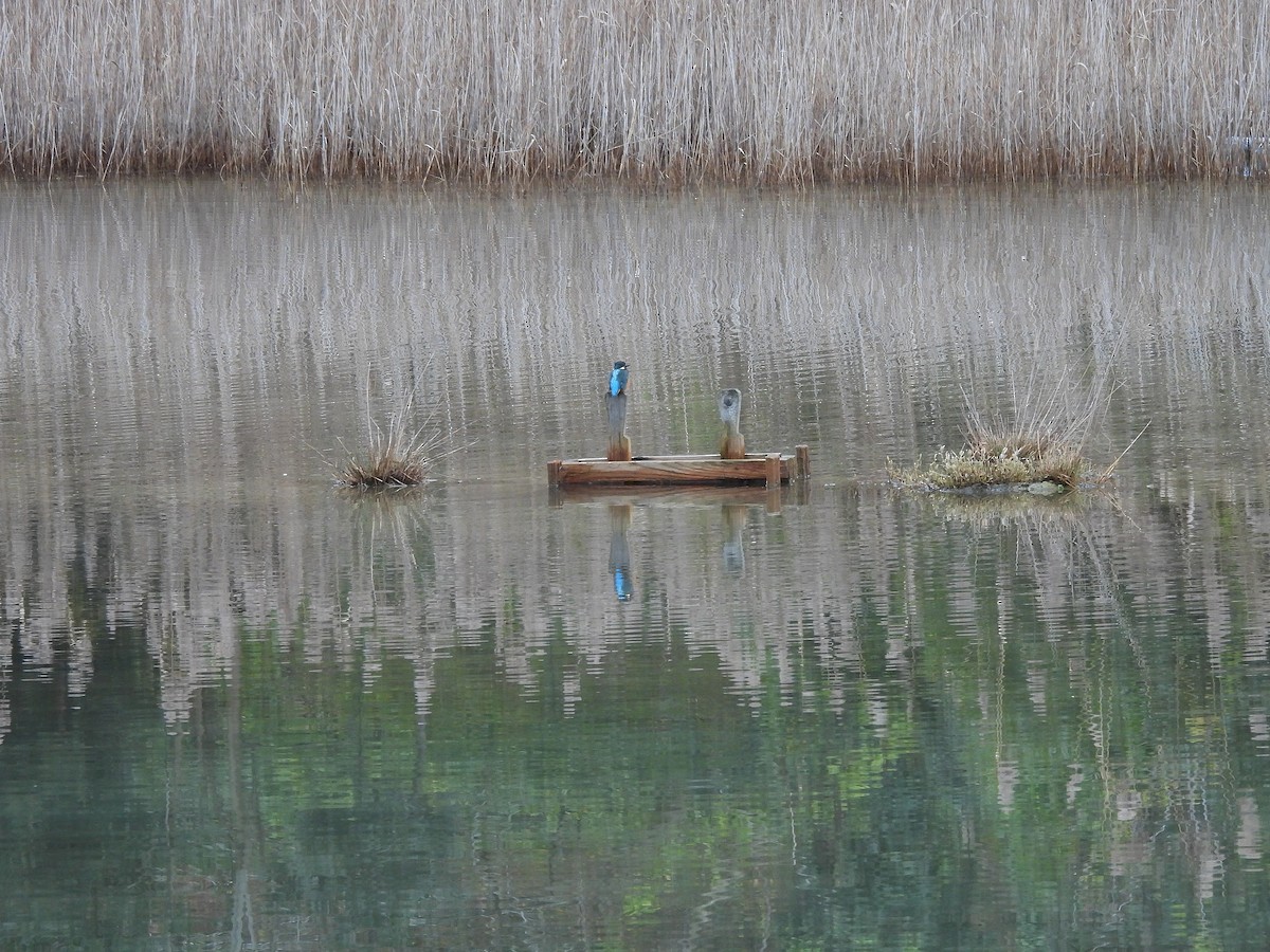 Common Kingfisher - ML646541074