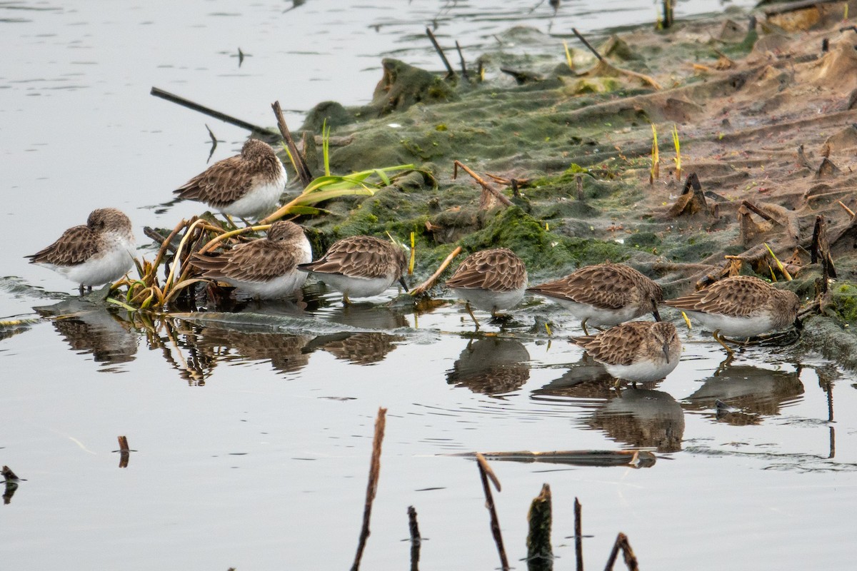 jespák drobný - ML646541077