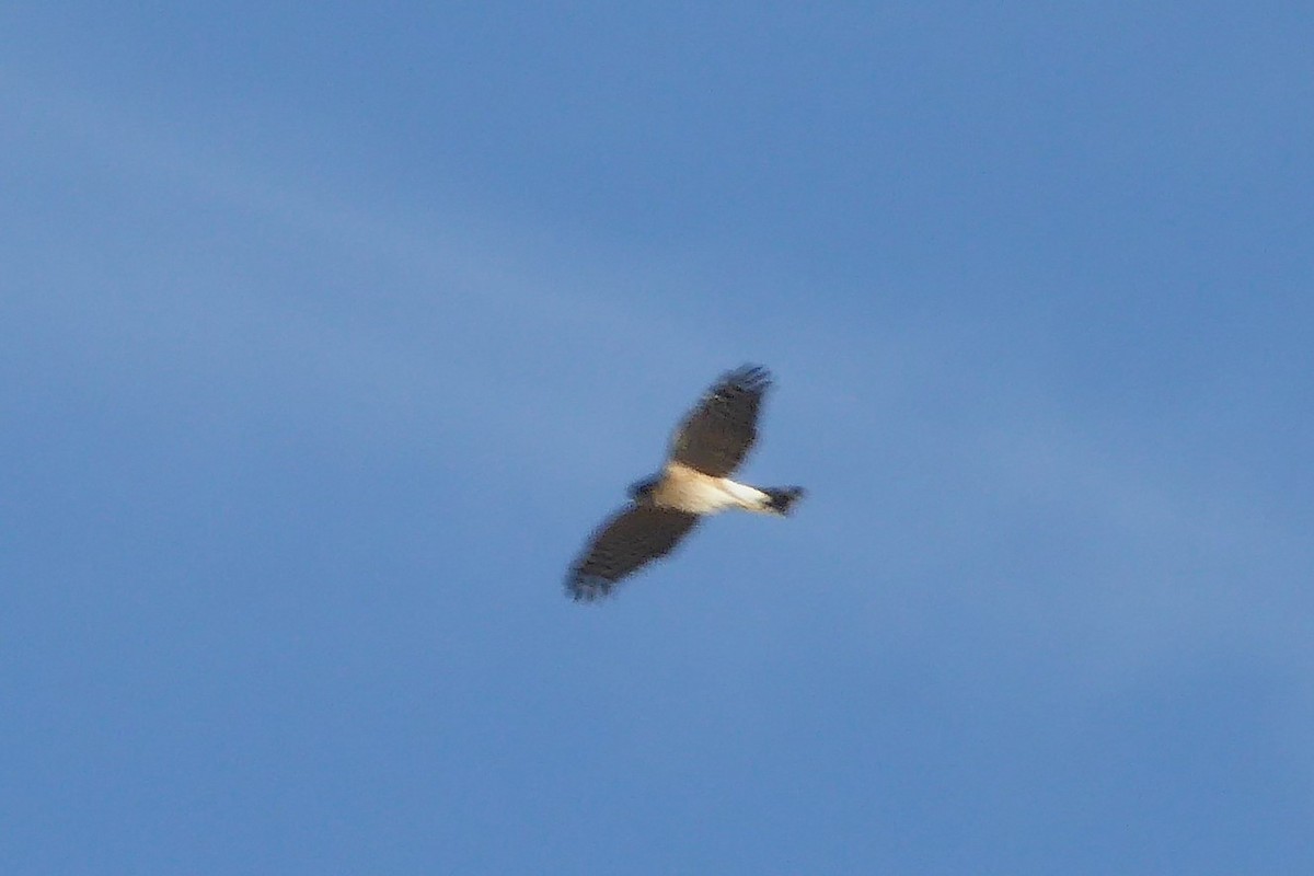 Sharp-shinned Hawk - ML646541085