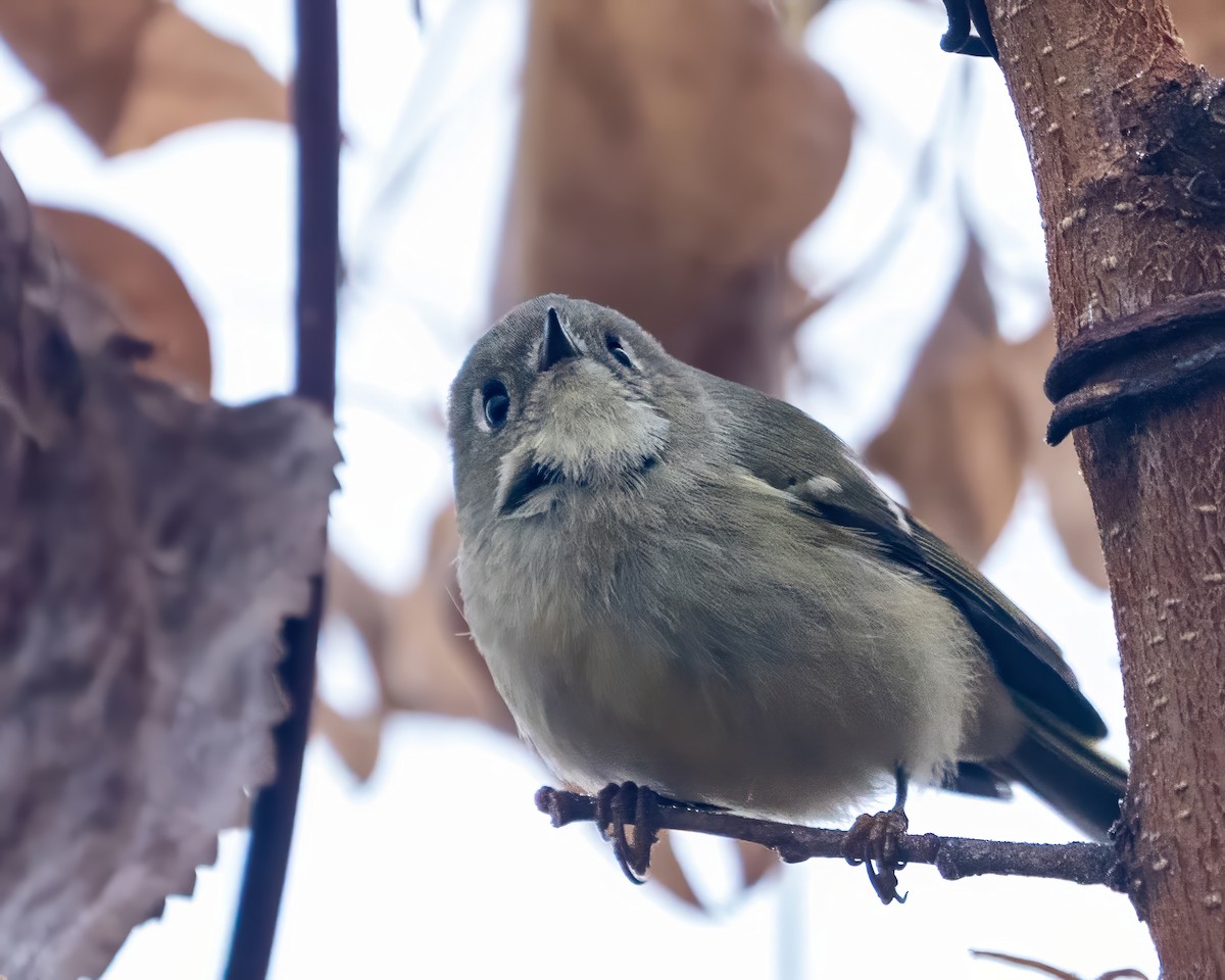 Ruby-crowned Kinglet - ML646541086