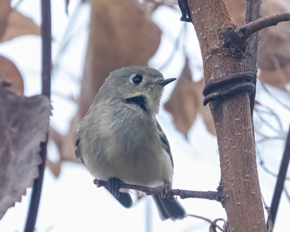 Ruby-crowned Kinglet - ML646541087