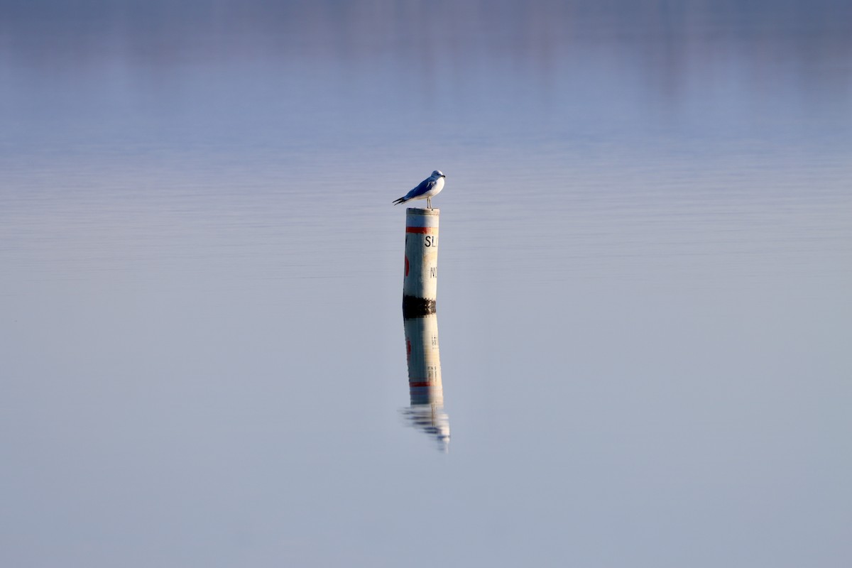 Ring-billed Gull - ML646541091