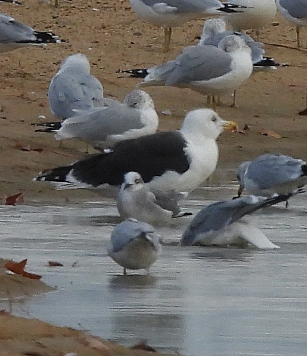 Great Black-backed Gull - ML646541092