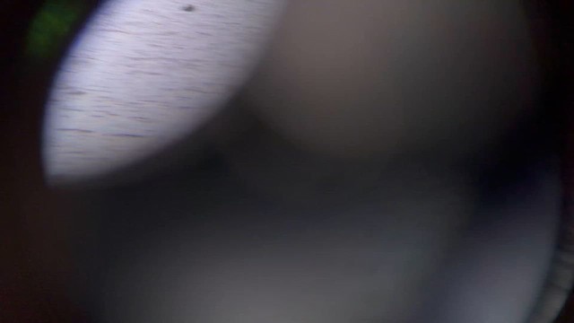 Redhead - ML646541093