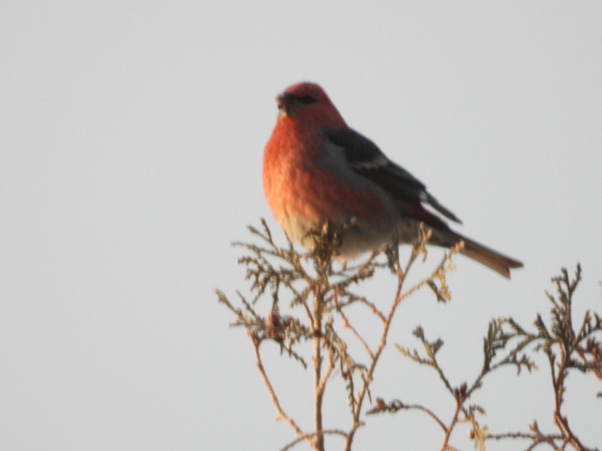 Pinu-gailupa - ML646541094