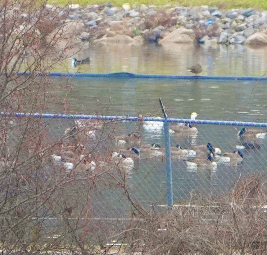 Snow Goose - ML646541097