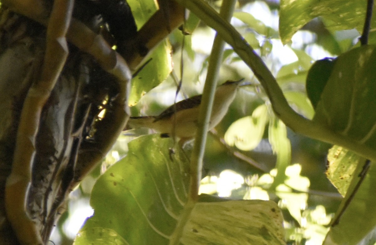 Rufous-backed Wren - ML646541100