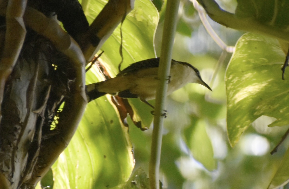 Rufous-backed Wren - ML646541101