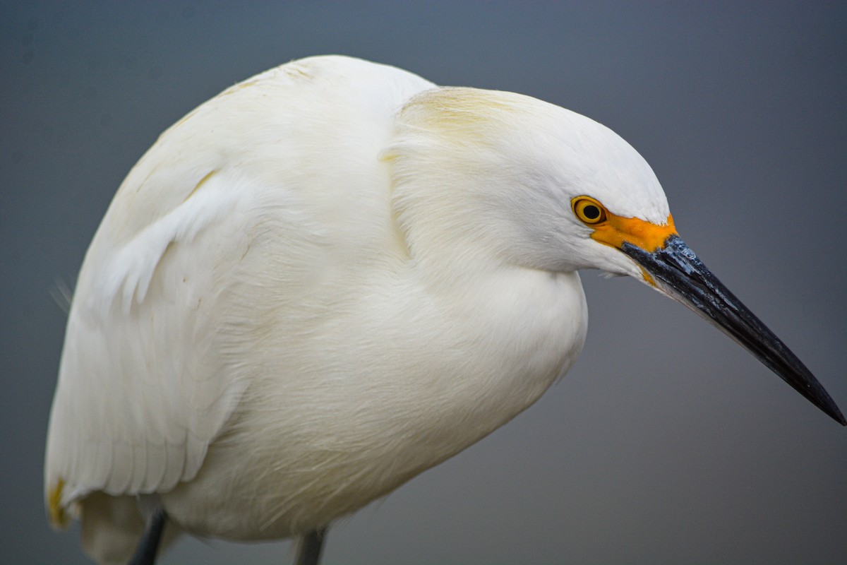 Snowy Egret - ML646541102