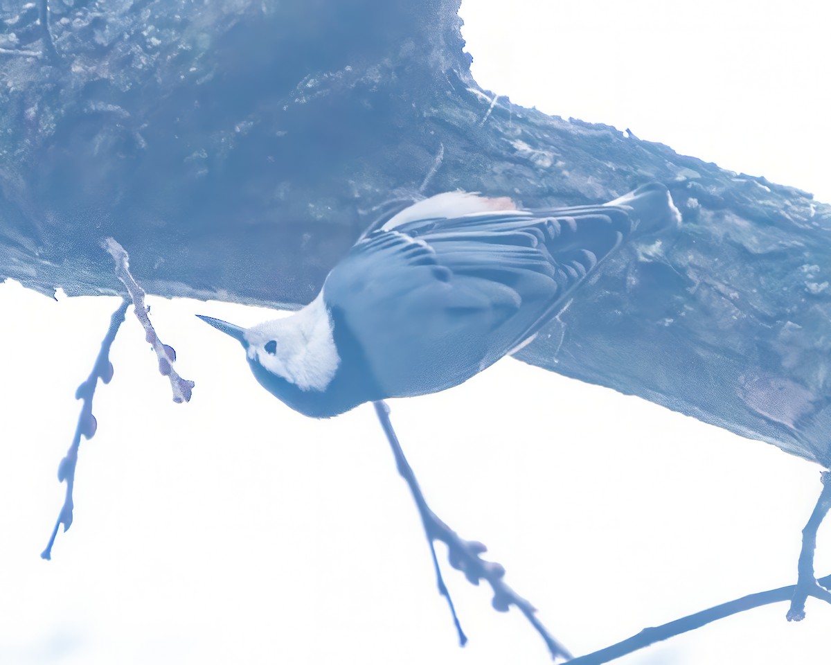 White-breasted Nuthatch - ML646541105