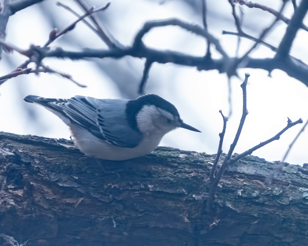White-breasted Nuthatch - ML646541106