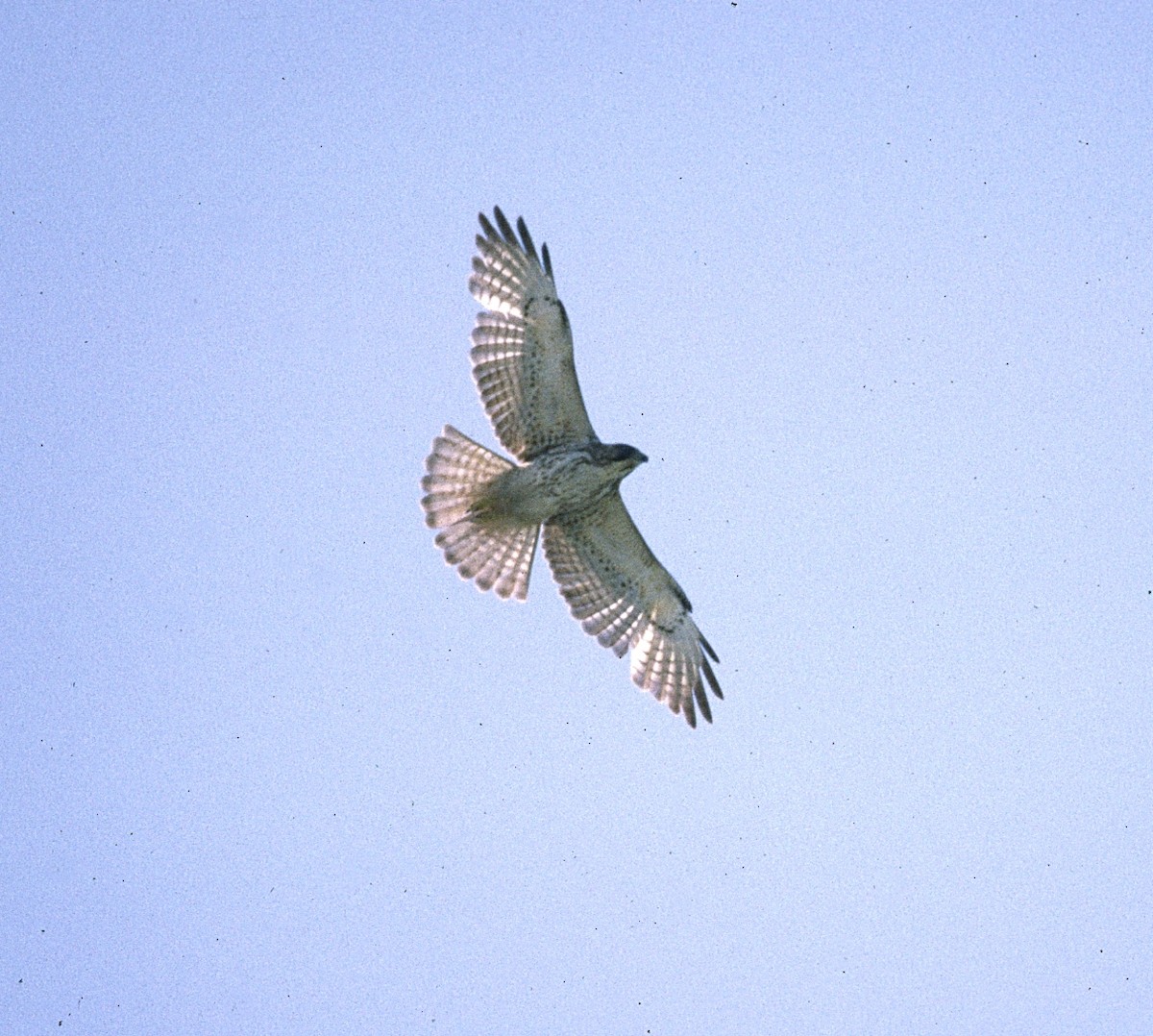 Ширококрылый канюк - ML646541108