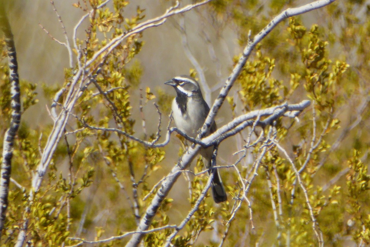 Black-throated Sparrow - ML646541109