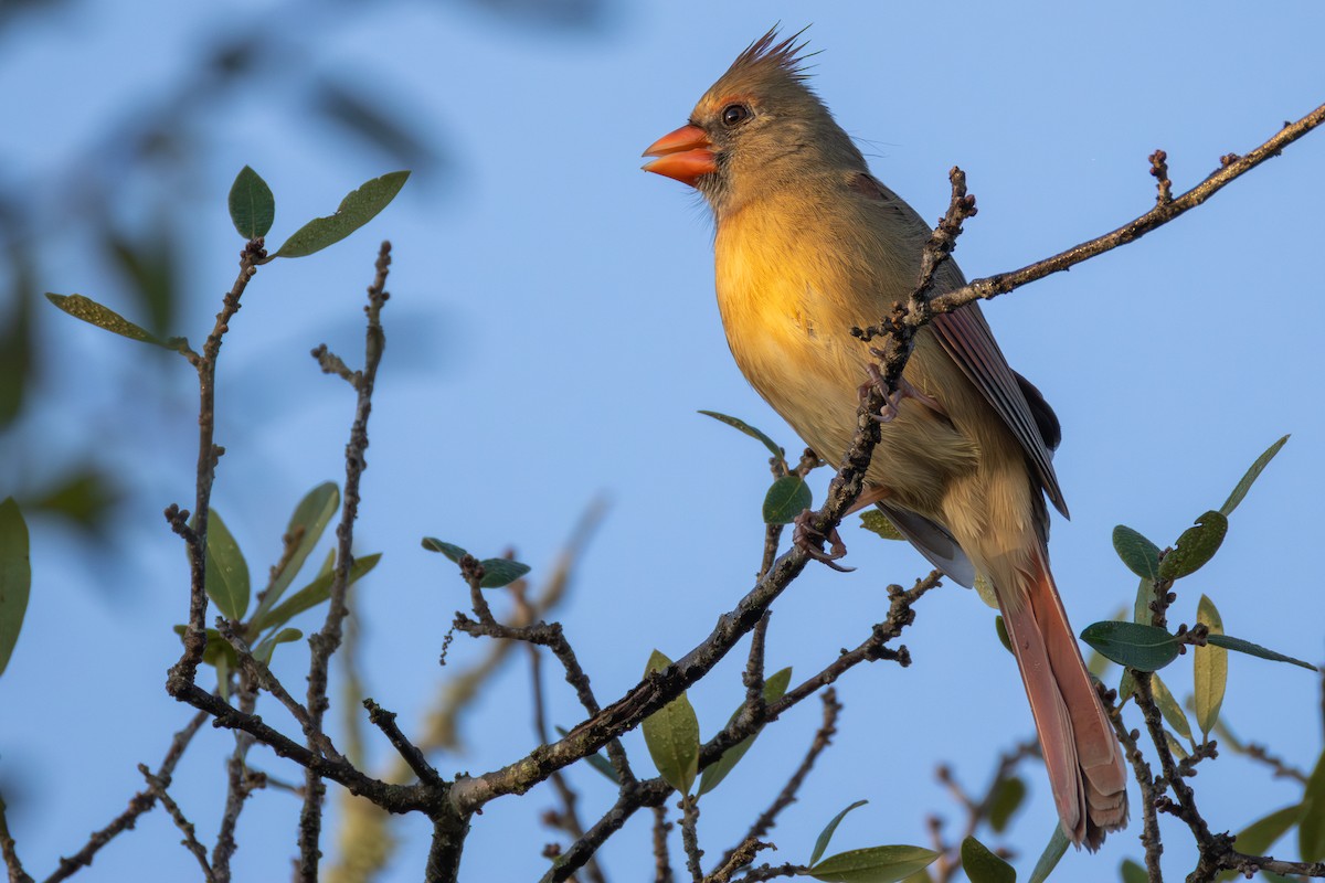 Northern Cardinal - ML646541110