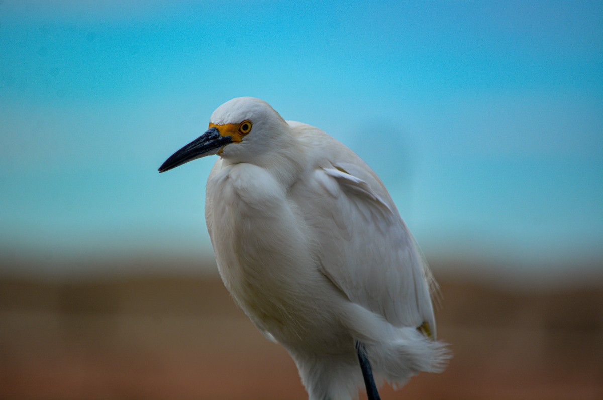 Snowy Egret - ML646541111