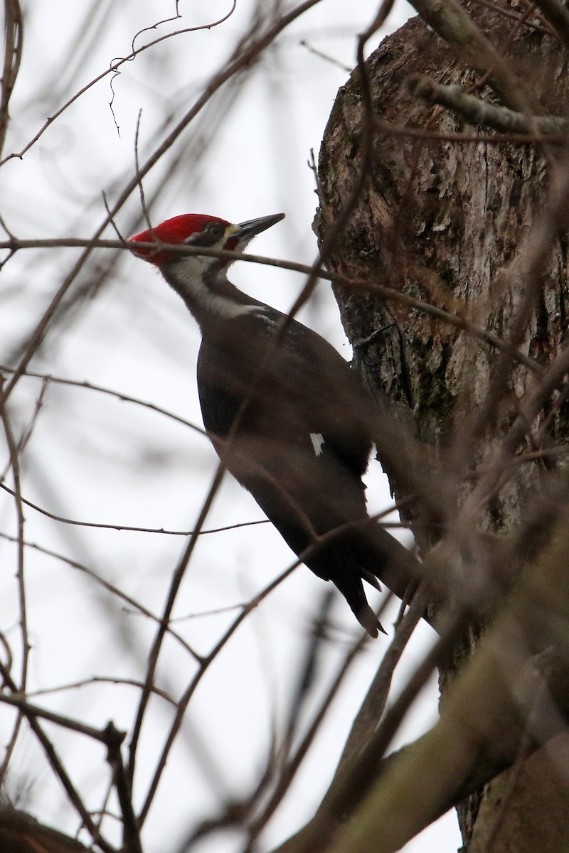 datel chocholatý - ML646541117