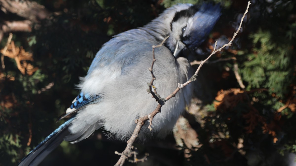 Blue Jay - ML646541118