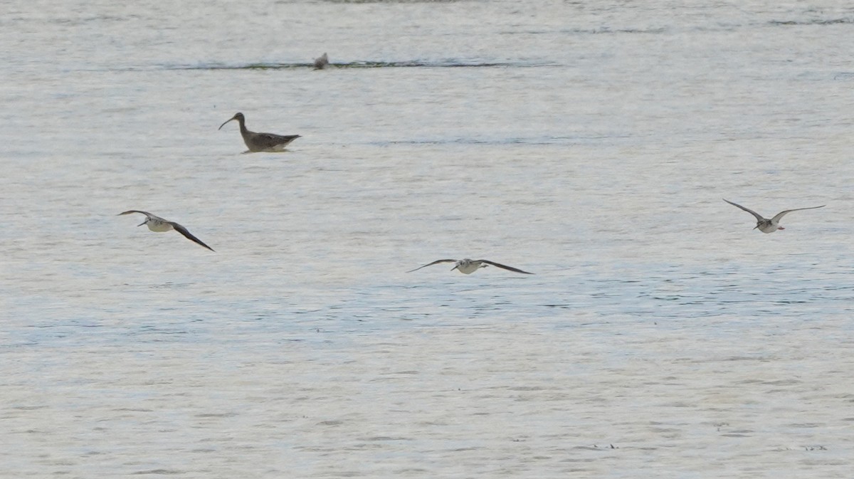 damsnipe - ML646541120