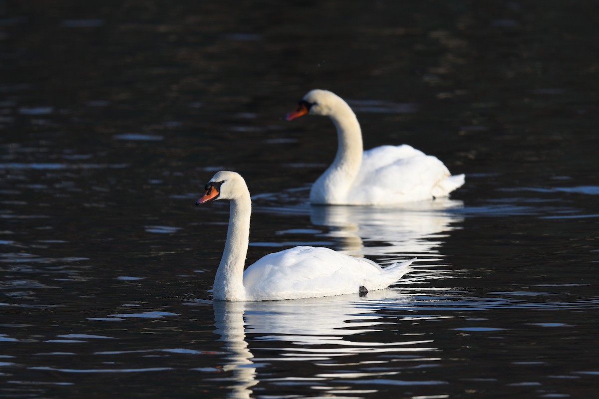 Mute Swan - ML646541121