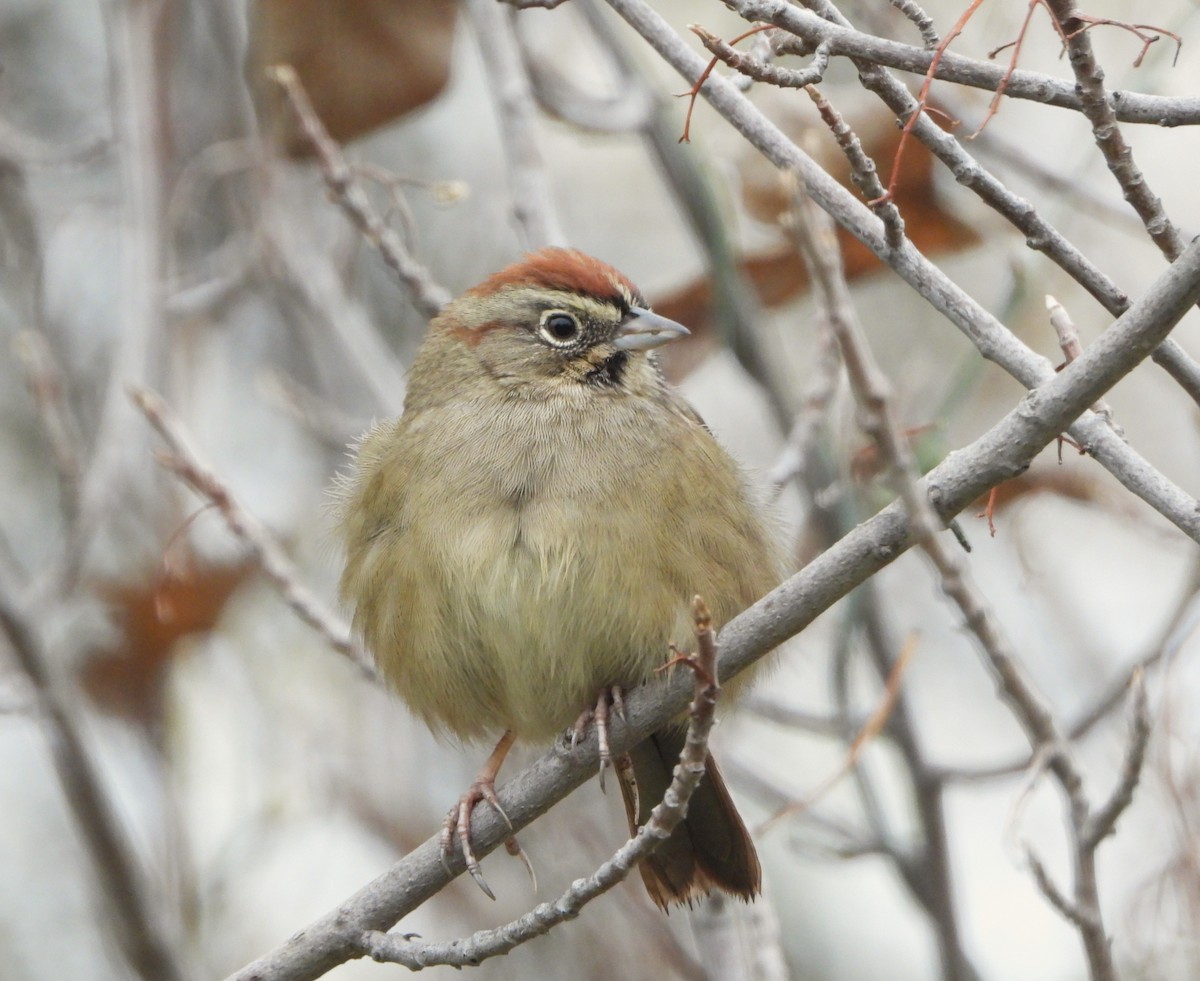 Rufous-crowned Sparrow - ML646541124