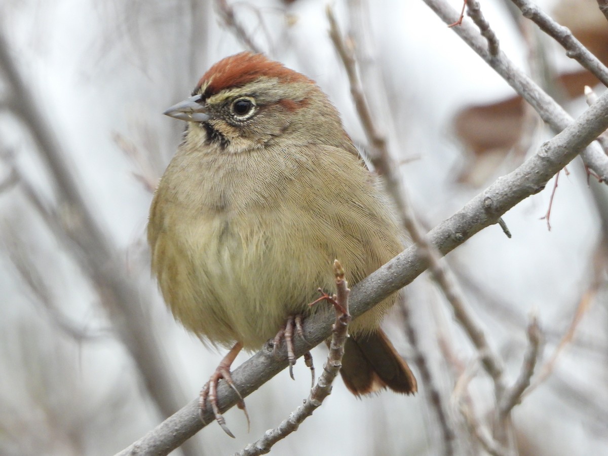 Rufous-crowned Sparrow - ML646541125