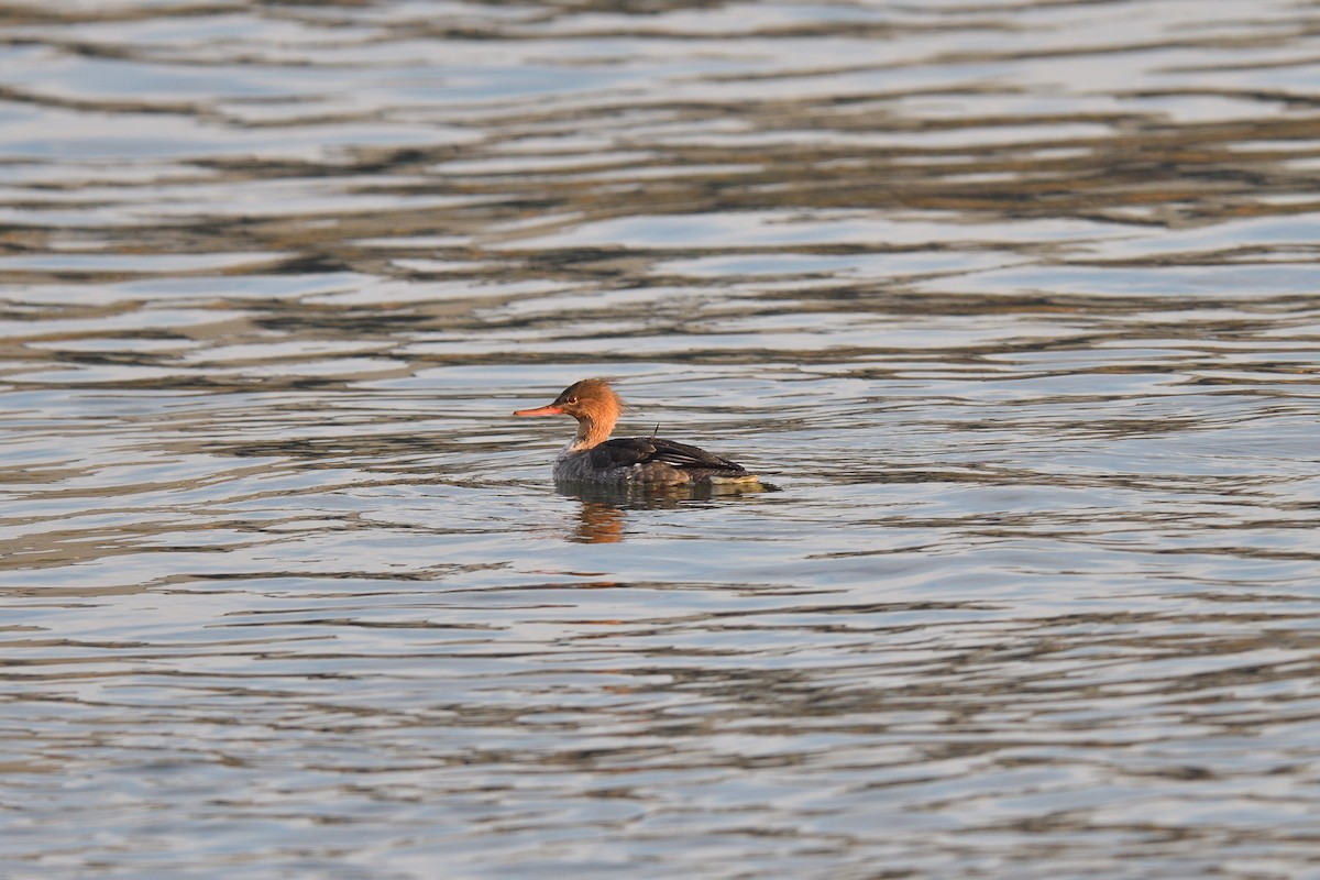 Red-breasted Merganser - ML646541127