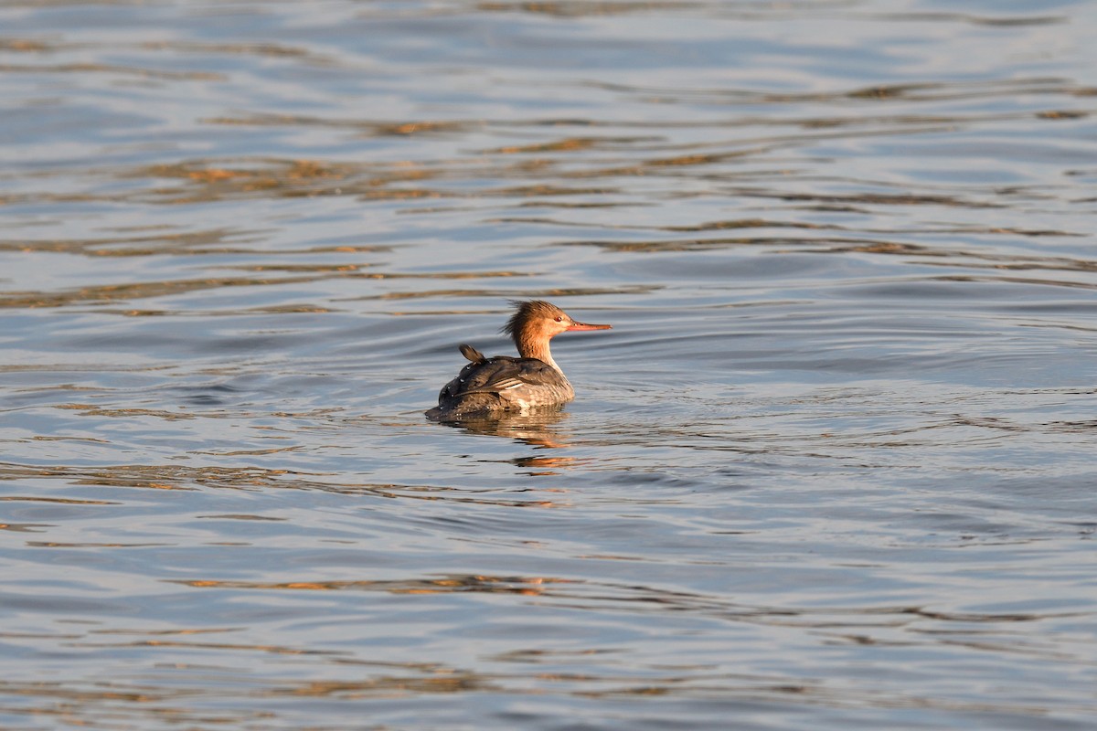 Red-breasted Merganser - ML646541128