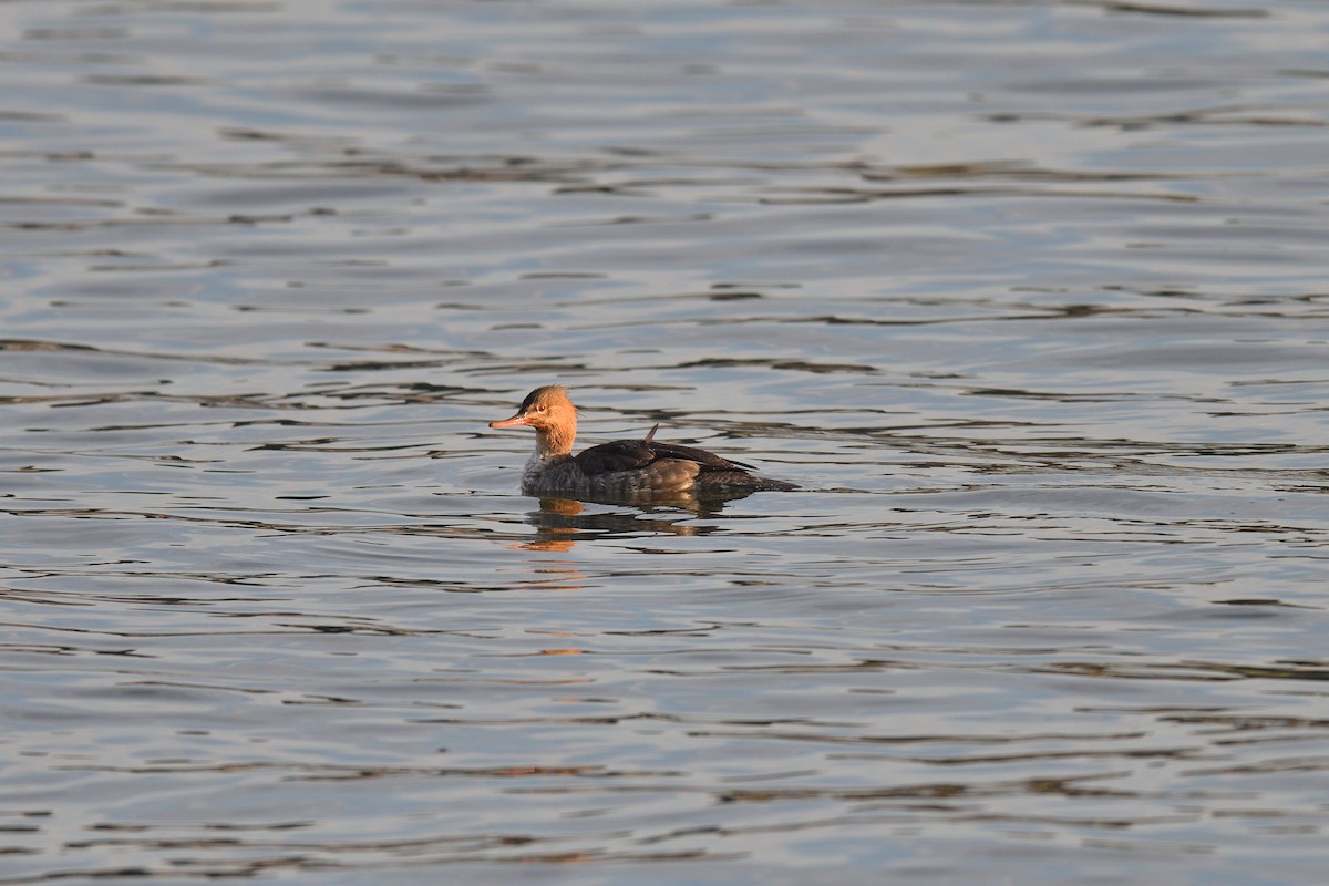 Red-breasted Merganser - ML646541129