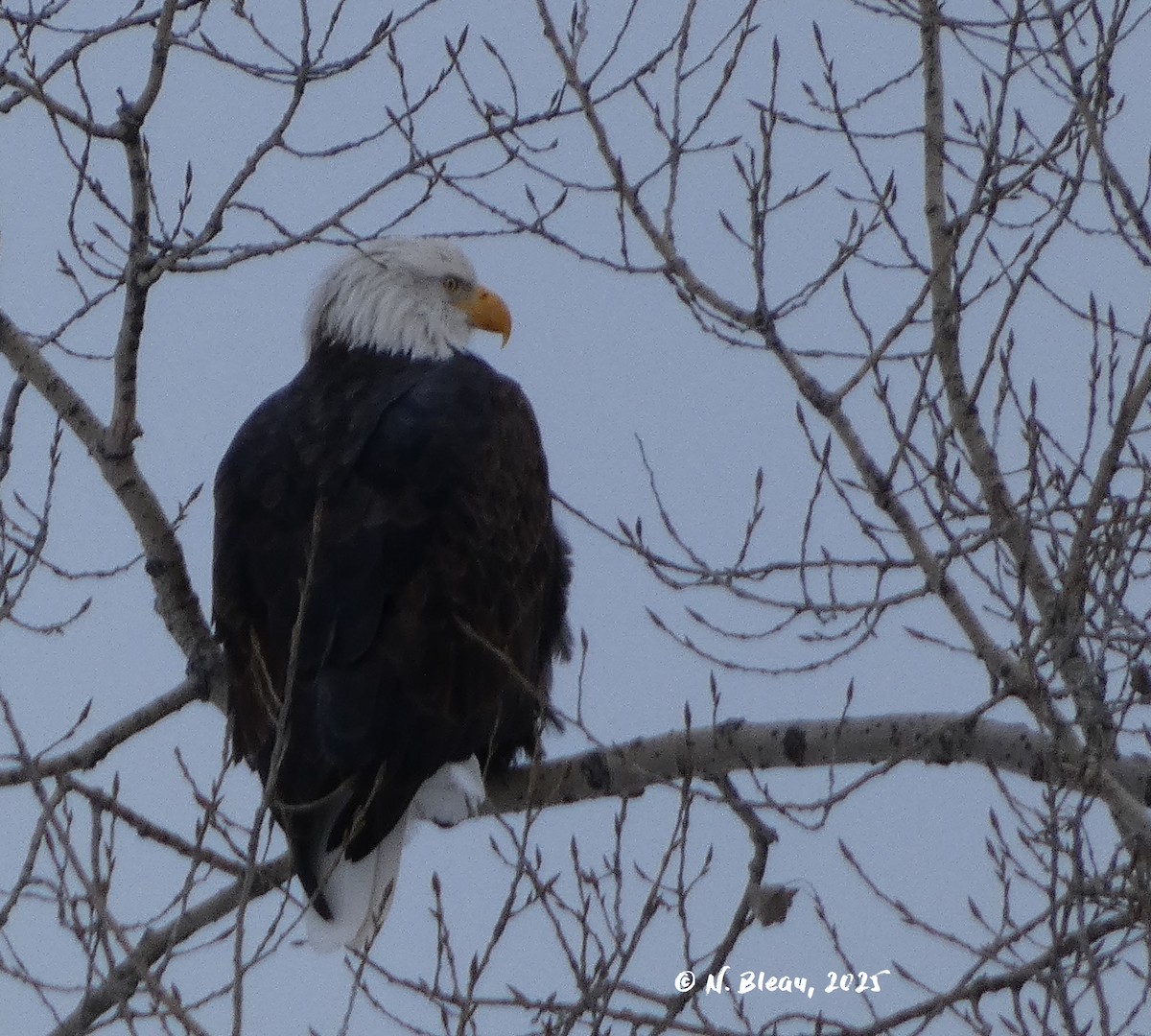 Pygargue à tête blanche - ML646541132