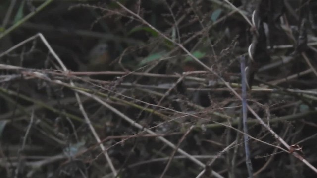 Rufous-throated Wren-Babbler - ML646541140