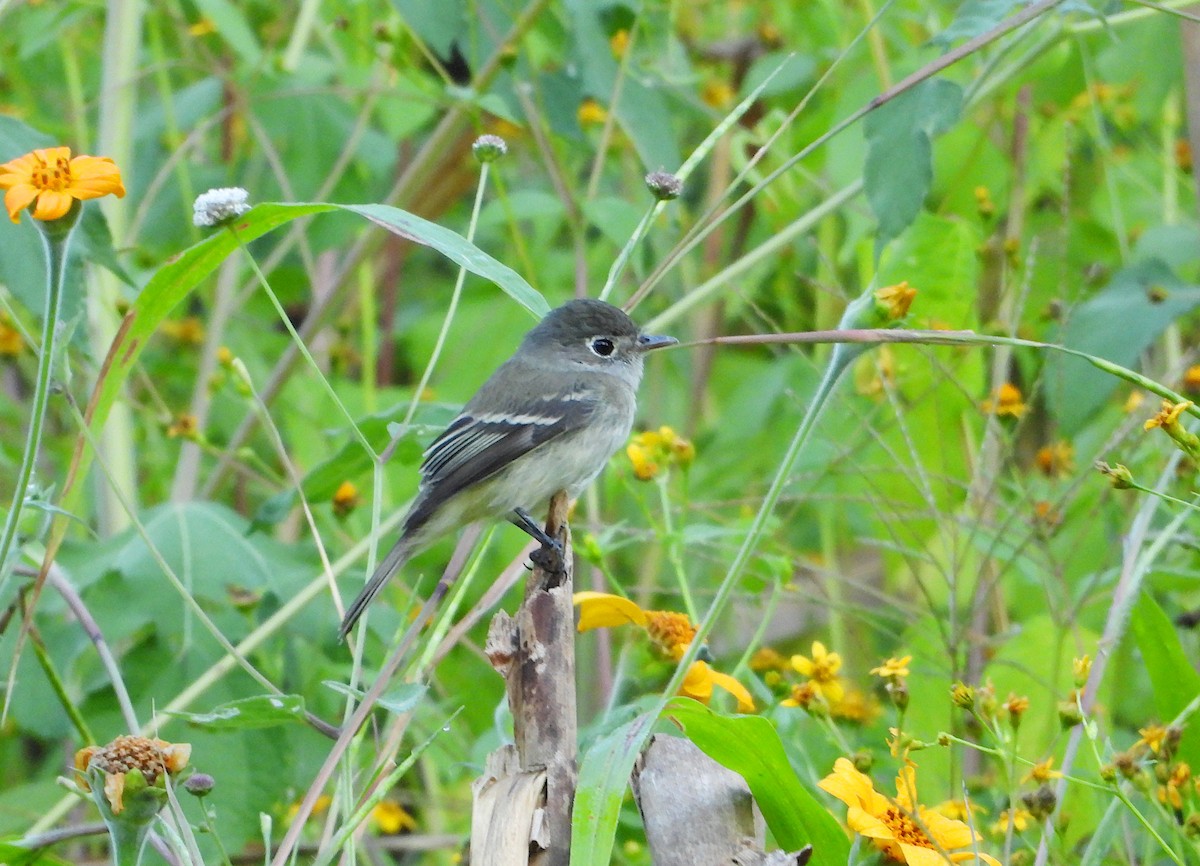 tyranovec malinký - ML646541144