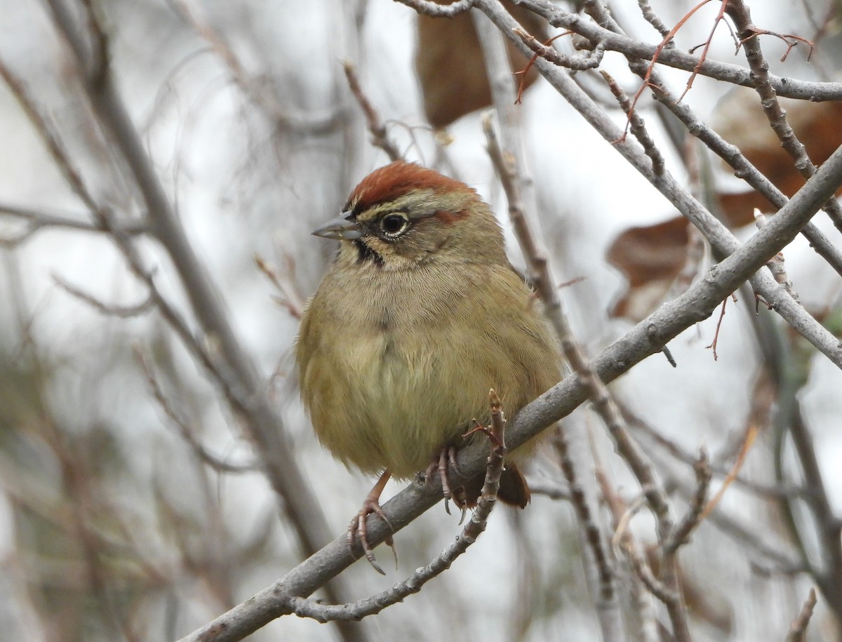 Rufous-crowned Sparrow - ML646541145