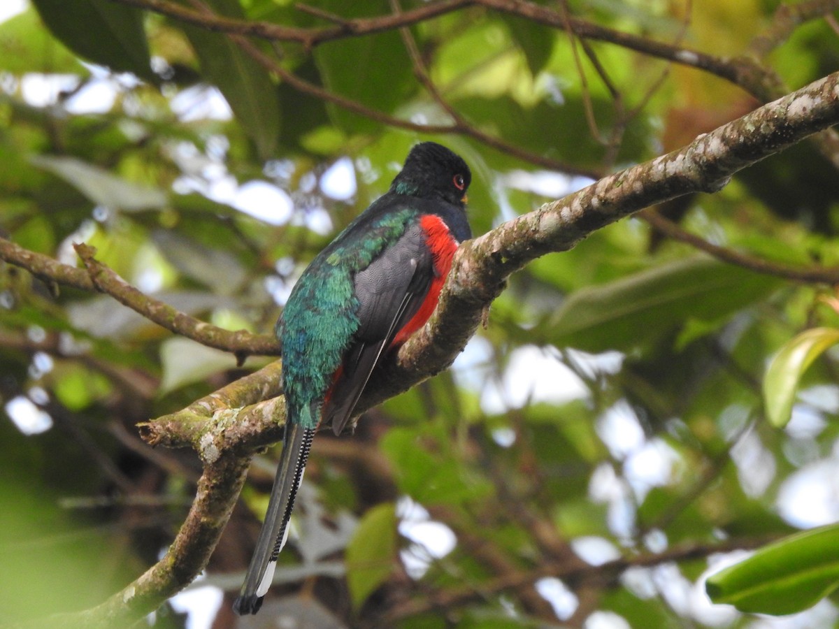 Collared Trogon - ML646541146