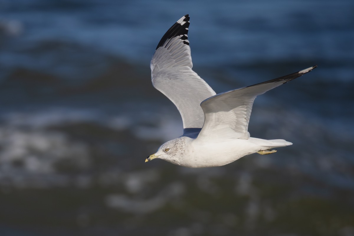 ringnebbmåke - ML646541149