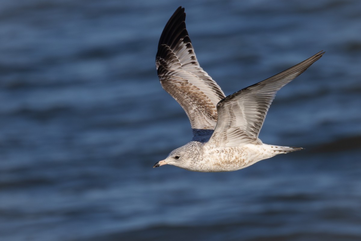 ringnebbmåke - ML646541151