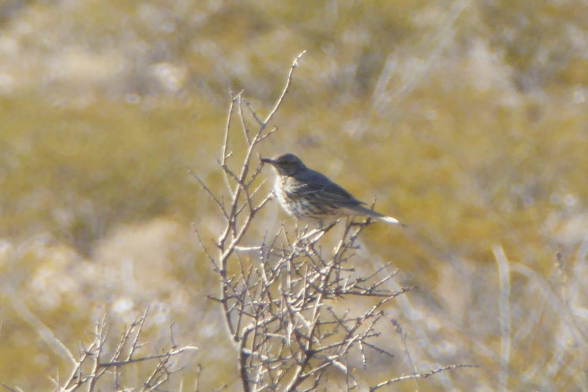 Sage Thrasher - ML646541153