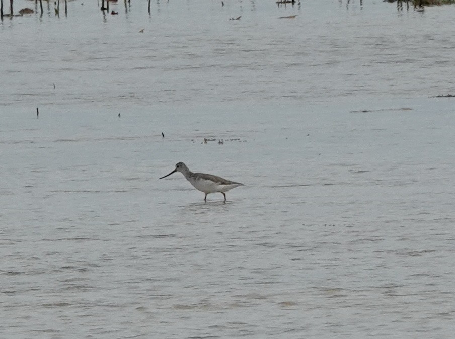 tereksnipe - ML646541154