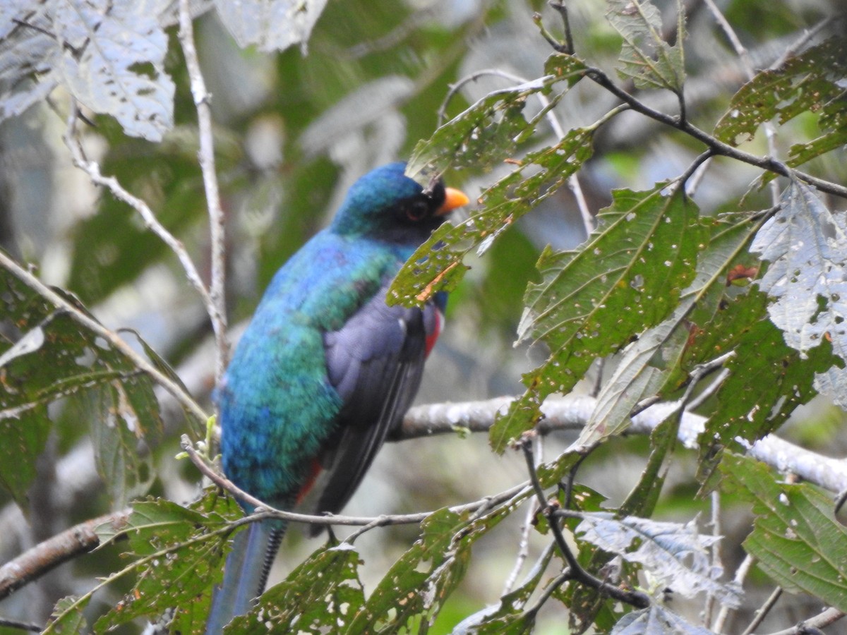 Collared Trogon - ML646541156