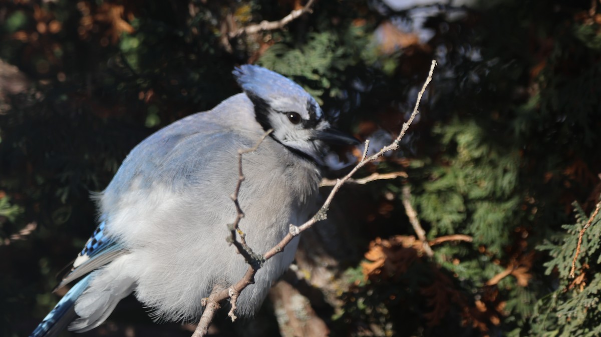 Blue Jay - ML646541157